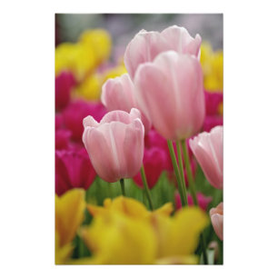 Close-up van tulp bloem, Kuekenhof Tuinen, Foto Afdruk