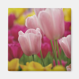 Close-up van tulp bloem, Kuekenhof Tuinen, Magneet