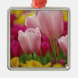 Close-up van tulp bloem, Kuekenhof Tuinen, Metalen Ornament