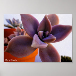 Close-up van vetplant spookplant poster
