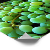 Close-up van witte druiven poster (Hoek)