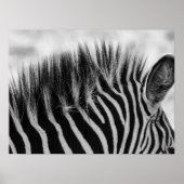 Close-up van Zebra Mane zwart en wit Poster (Voorkant)