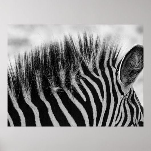 Close-up van Zebra Mane zwart en wit Poster (Voorkant)