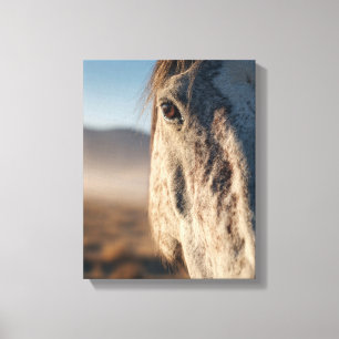 Close-Up Witte Paard Zonsopgang Portret Canvas Afdruk