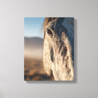Close-Up Witte Paard Zonsopgang Portret Canvas Afdruk