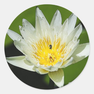 Close-up Witte Water Lelie Bloem en Bijen Stickers