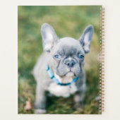 Closeudo d'un taureau français (Dos)