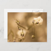 Closeudo Fleur Sauvage Avec Carte Postale Séphia C (Devant / Derrière)