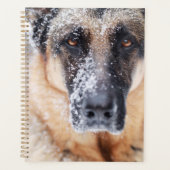 Closeup Berger Allemand Couvert De Neige (Devant)