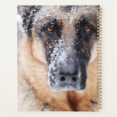 Closeup Berger Allemand Couvert De Neige (Dos)