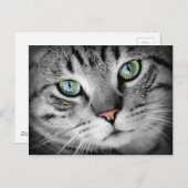 Closeup Cat Briefkaart (Voorkant / Achterkant)