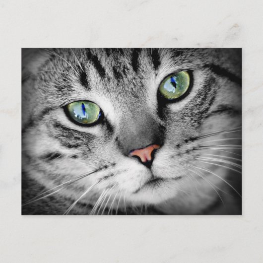 Closeup Cat Briefkaart (Voorkant)