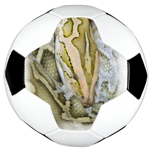 Closeup de python indien (Tourné)