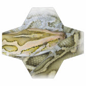 Closeup de python indien (Plat)