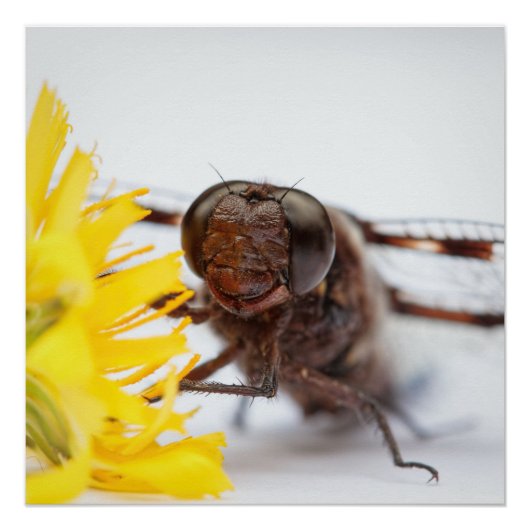 Closeup Dragonfly Face en Gele Dandelion Flower Perfect Poster (Voorkant)