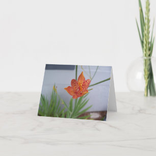 Closeup foto van een oranje Blackberry Lily Flower Kaart