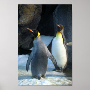 Closeup Foto van Two king Penguins Poster