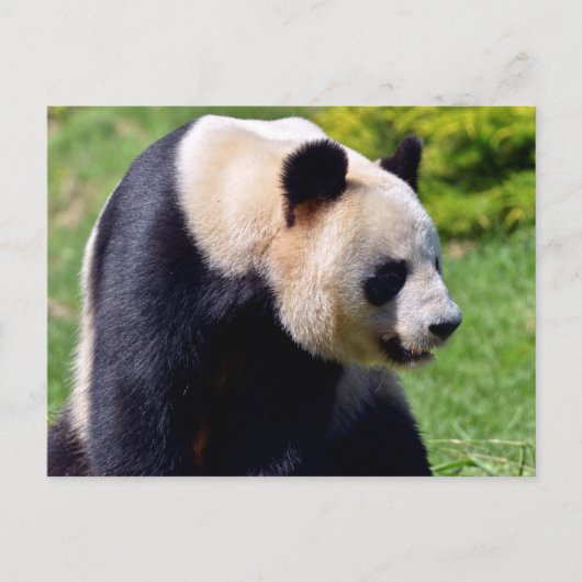 Closeup gigantische panda uit profiel briefkaart (Voorkant)