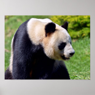 Closeup gigantische panda uit profiel poster