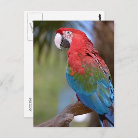 Closeup green-winged macaw briefkaart (Voorkant / Achterkant)