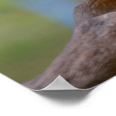 Closeup green-winged macaw poster (Hoek)