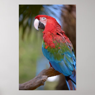 Closeup green-winged macaw poster