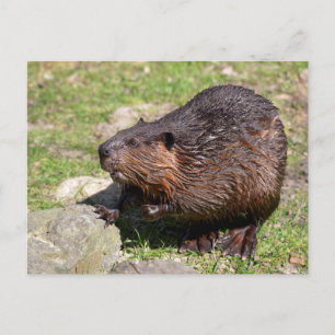 Closeup North American Beaver Briefkaart