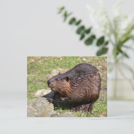 Closeup North American Beaver Briefkaart (Staand voorkant)