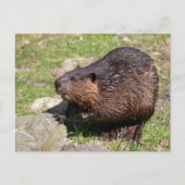 Closeup North American Beaver Briefkaart (Voorkant)