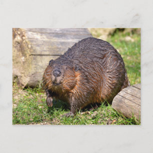 Closeup North American Beaver Briefkaart