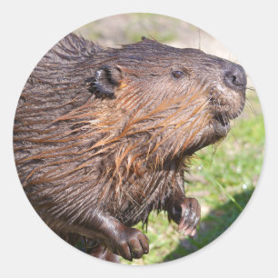 Closeup North American Beaver (Castor canadensis) Ronde Sticker