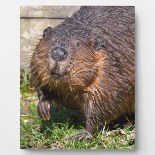 Closeup North American Beaver Fotoplaat