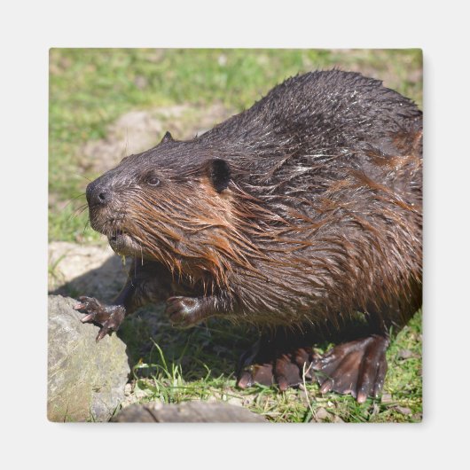 Closeup North American Beaver Magneet (Voorkant)