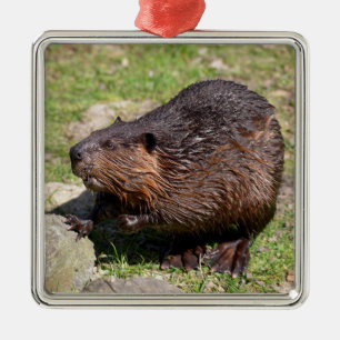 Closeup North American Beaver Metalen Ornament