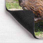 Closeup North American Beaver Muismat (Hoek)