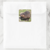 Closeup North American Beaver Vierkante Sticker (Tas)