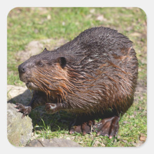Closeup North American Beaver Vierkante Sticker