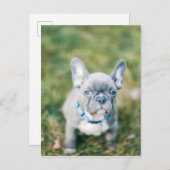 Closeup of a French Bulldog Briefkaart (Voorkant / Achterkant)