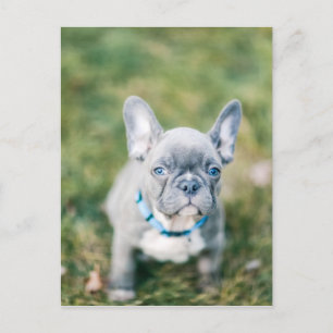 Closeup of a French Bulldog Briefkaart