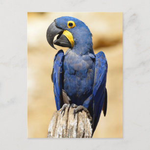 Closeup of Hyacinth macaw Briefkaart