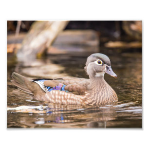 Closeup of Wood Duck Photographie