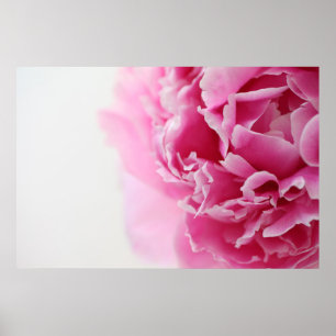 Closeup peony poster