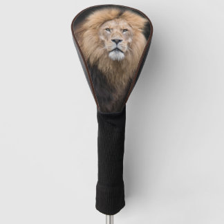 Closeup Portrait of a Male Lion Golfheadcover