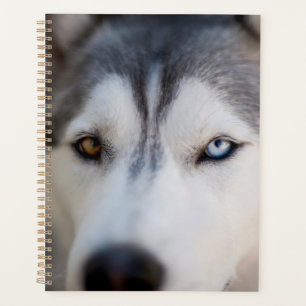 Closeup Stoic Regard d'un malamute en Alaska