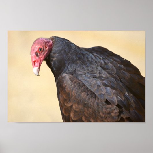 Closeup turkey vulture poster (Voorkant)