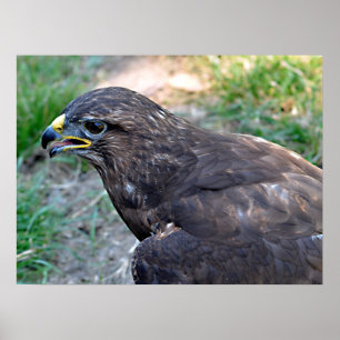 Closeup van Harris Hawk gezien vanaf boven Briefka Poster