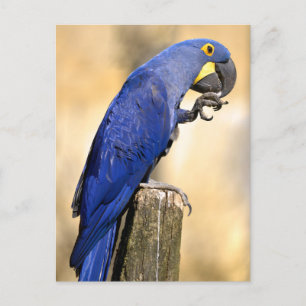 Closeup van Hyacinth macaw, aangebracht op houtpos Briefkaart