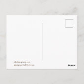 Clothesline, Trastevere, Italie Carte postale (Dos)