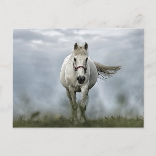 Cloud-foto wit paard briefkaart (Voorkant)