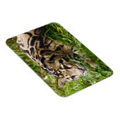 Cloud Leopard Magnet Magneet (Rechterzijde)